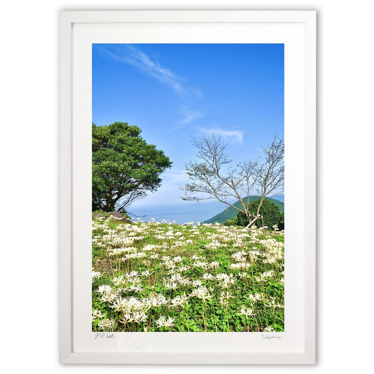 ڥѡSALEȾۡǲ ŷ߲ (mitan)ƥꥢ ɳݤ  ʲ ݥ  ӥ ؤ˾  ץ쥼  ...