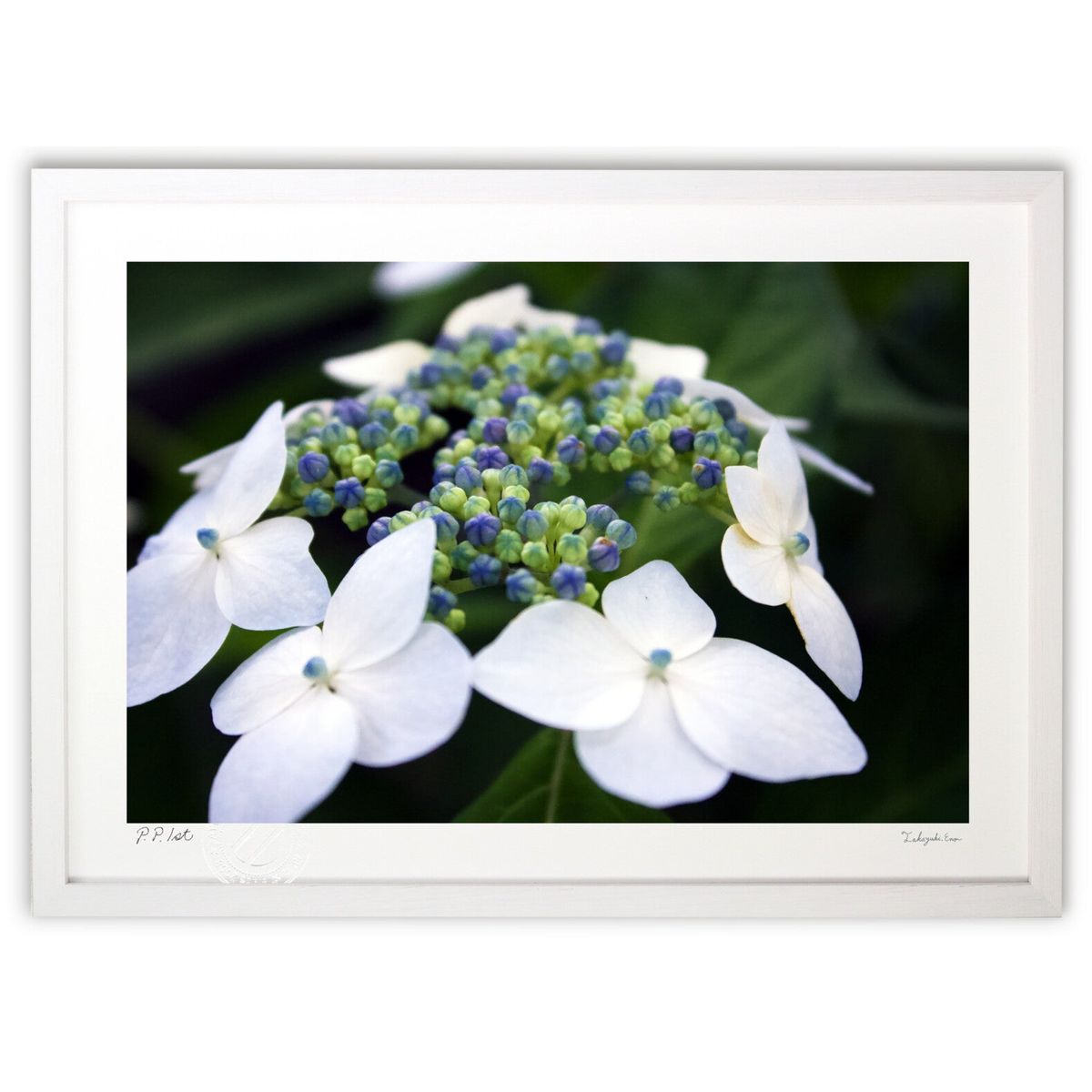 【スーパーSALE半額】版画 梅雨の花 (夜空ヒロ)インテリア 壁掛け 額入り 風景画 ポスター アート リビング 玄関に飾る 風水 プレゼント モダン アート...