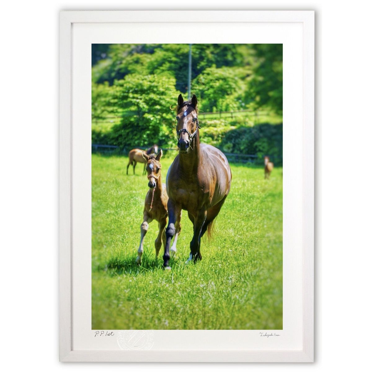 ڥѡSALEȾۡǲ ư (blackswan)ƥꥢ ɳݤ  ʲ ݥ  ӥ ؤ˾  ץ쥼 ...