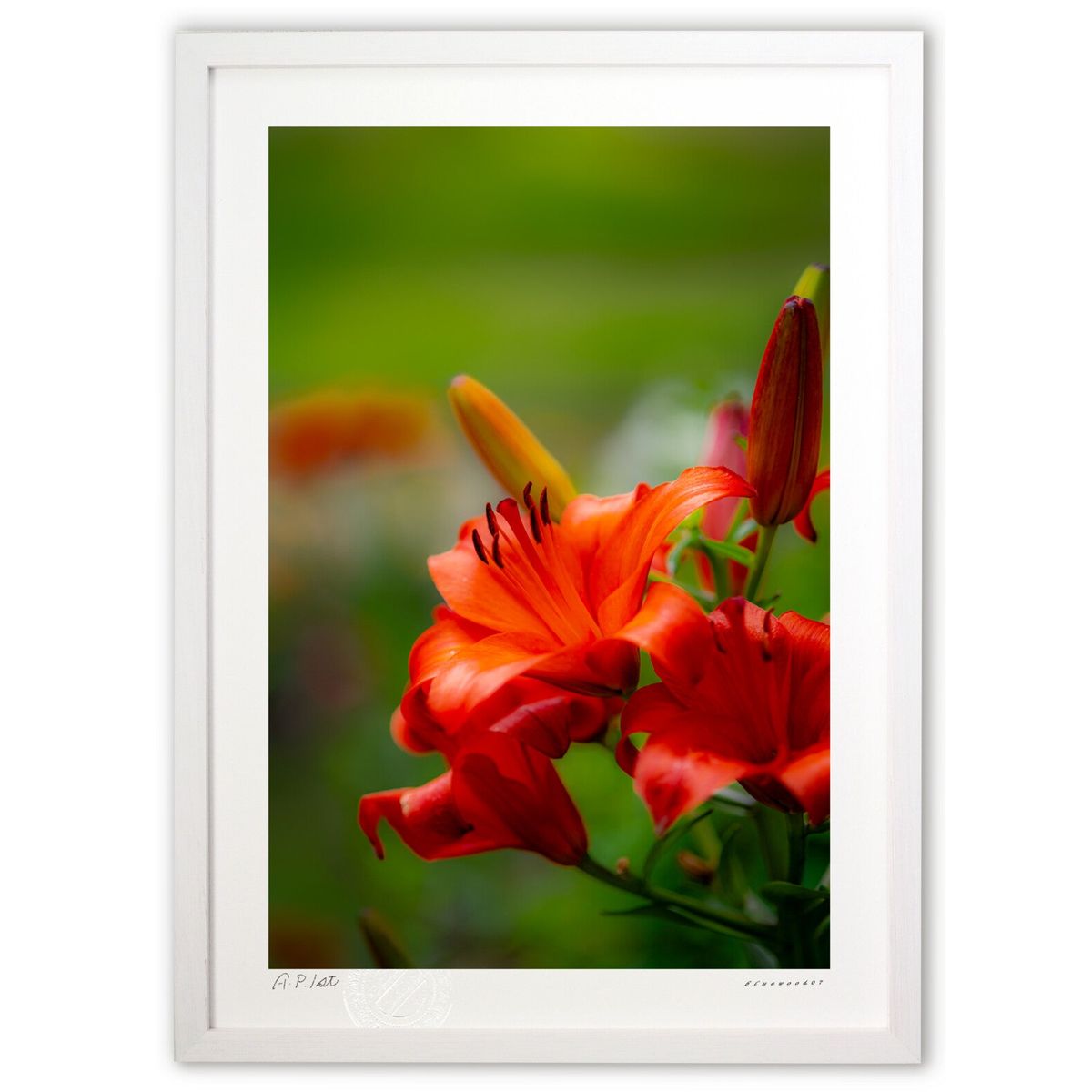 【スーパーSALE半額】版画 ザ・オレンジリリー (bluewoods07)