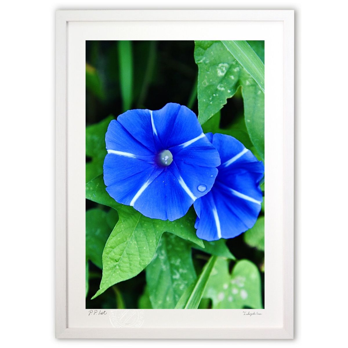 ڥѡSALEȾۡǲ ī (mitan)ƥꥢ ɳݤ  ʲ ݥ  ӥ ؤ˾  ץ쥼  ȥ...