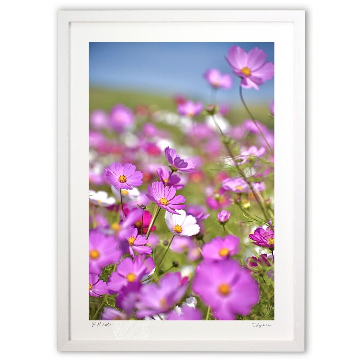 ڥѡSALEȾۡǲ ʥ⥹ (mitan)ƥꥢ ɳݤ  ʲ ݥ  ӥ ؤ˾  ץ쥼 ...