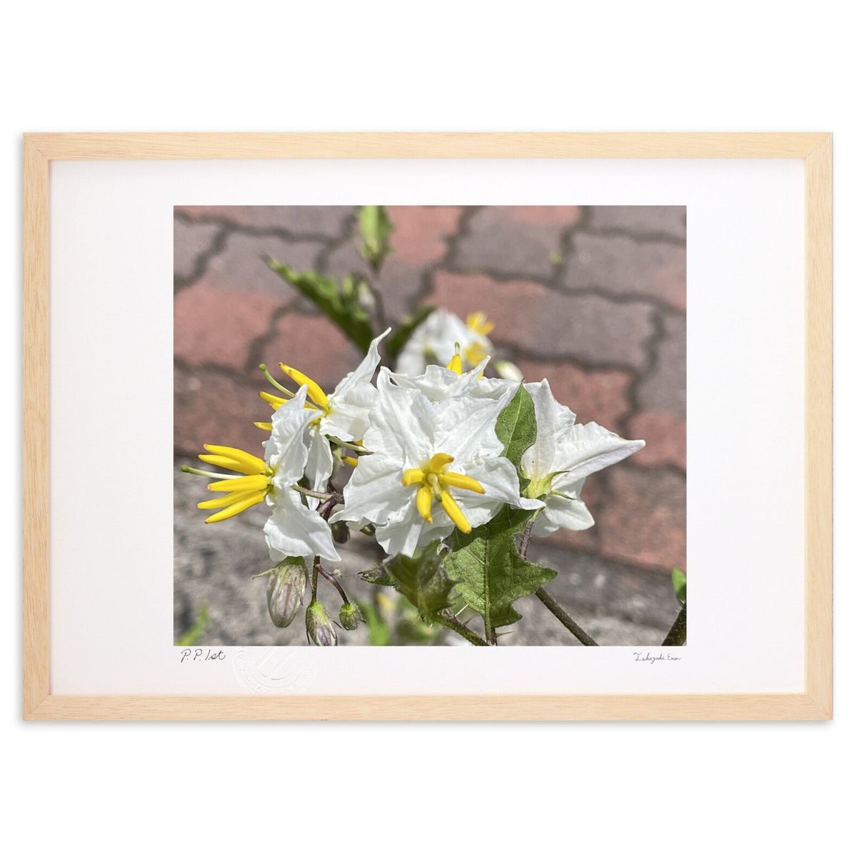 ڥѡSALEȾۡǲ ʥ ()ƥꥢ ɳݤ  ʲ ݥ  ӥ ؤ˾  ץ쥼  ...