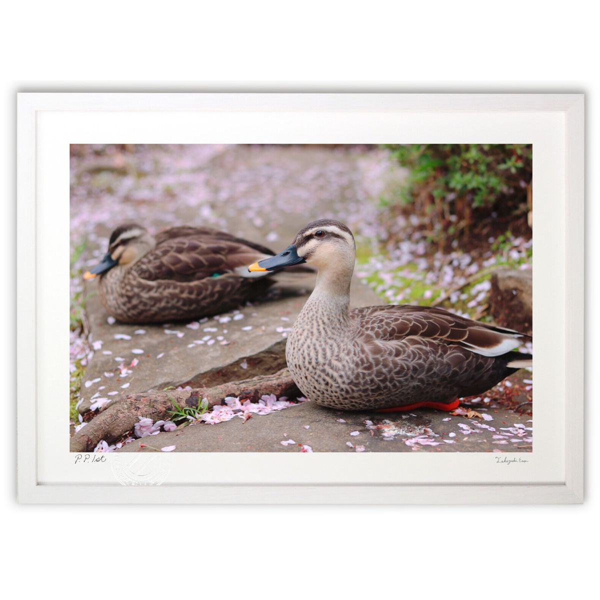 ڥѡSALEȾۡǲ ճΤҤȤȤ (hory)ƥꥢ ɳݤ  ʲ ݥ  ӥ ؤ˾  ץ쥼  ...