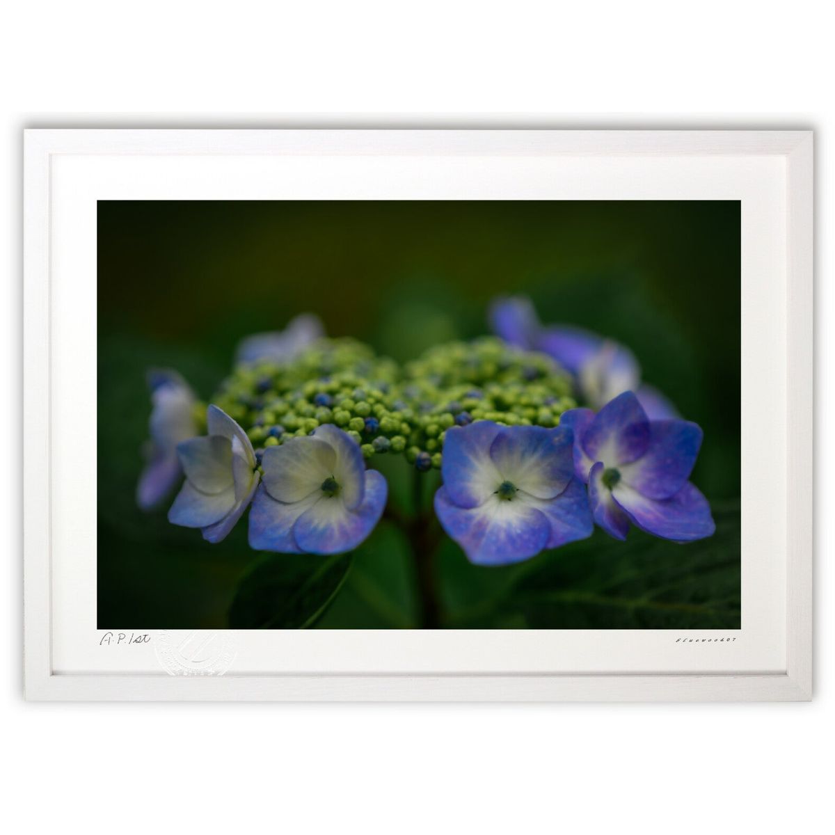 【スーパーSALE半額】版画 蒼く深い紫陽花 (bluewoods07)インテリア 壁掛け 額入り 風景画 ポスター アート リビング 玄関に飾る 風水 プレゼ...