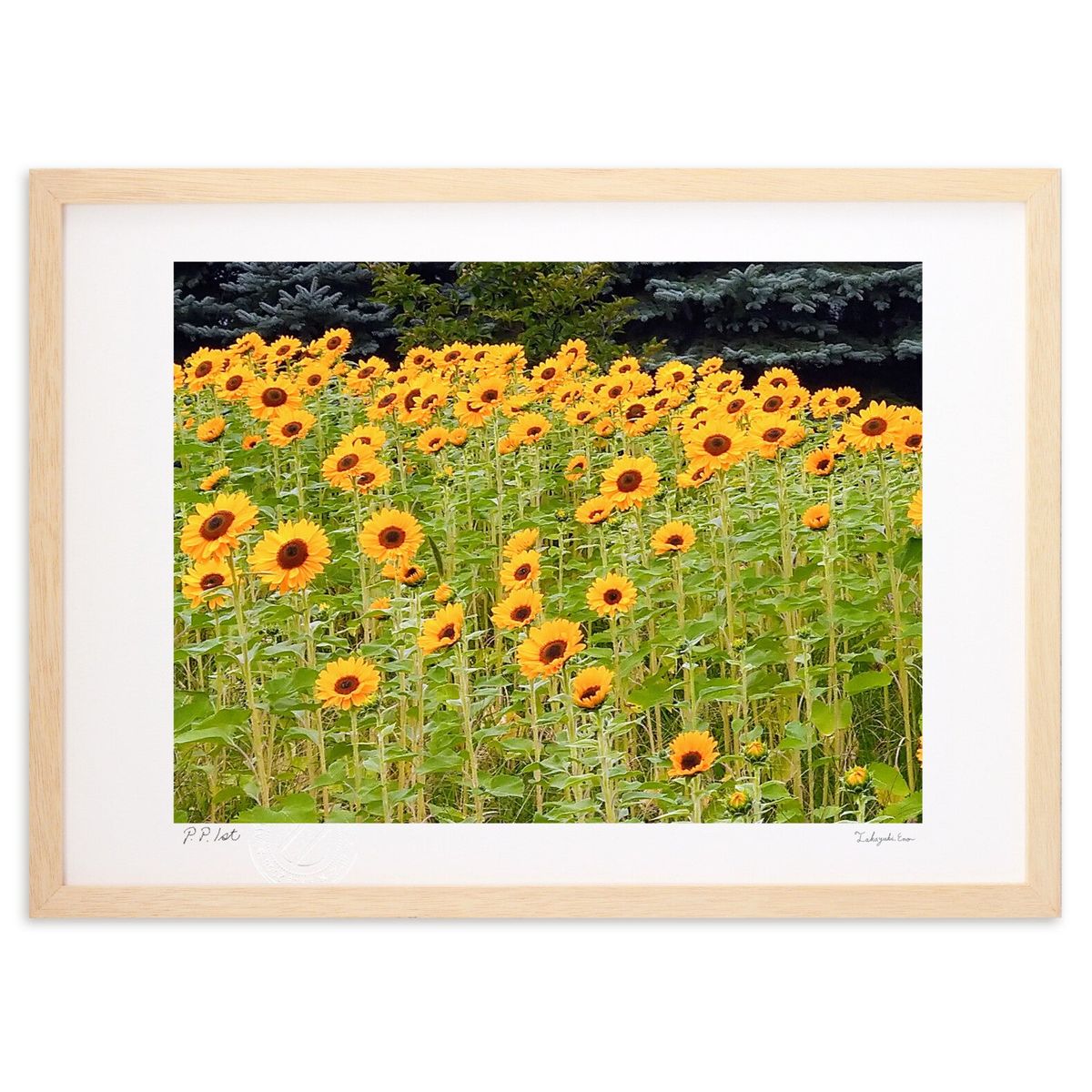 【スーパーSALE半額】版画 向日葵 (スノーバニラ)インテリア 壁掛け 額入り 風景画 ポスター アート リビング 玄関に飾る 風水 プレゼント モダン アー...