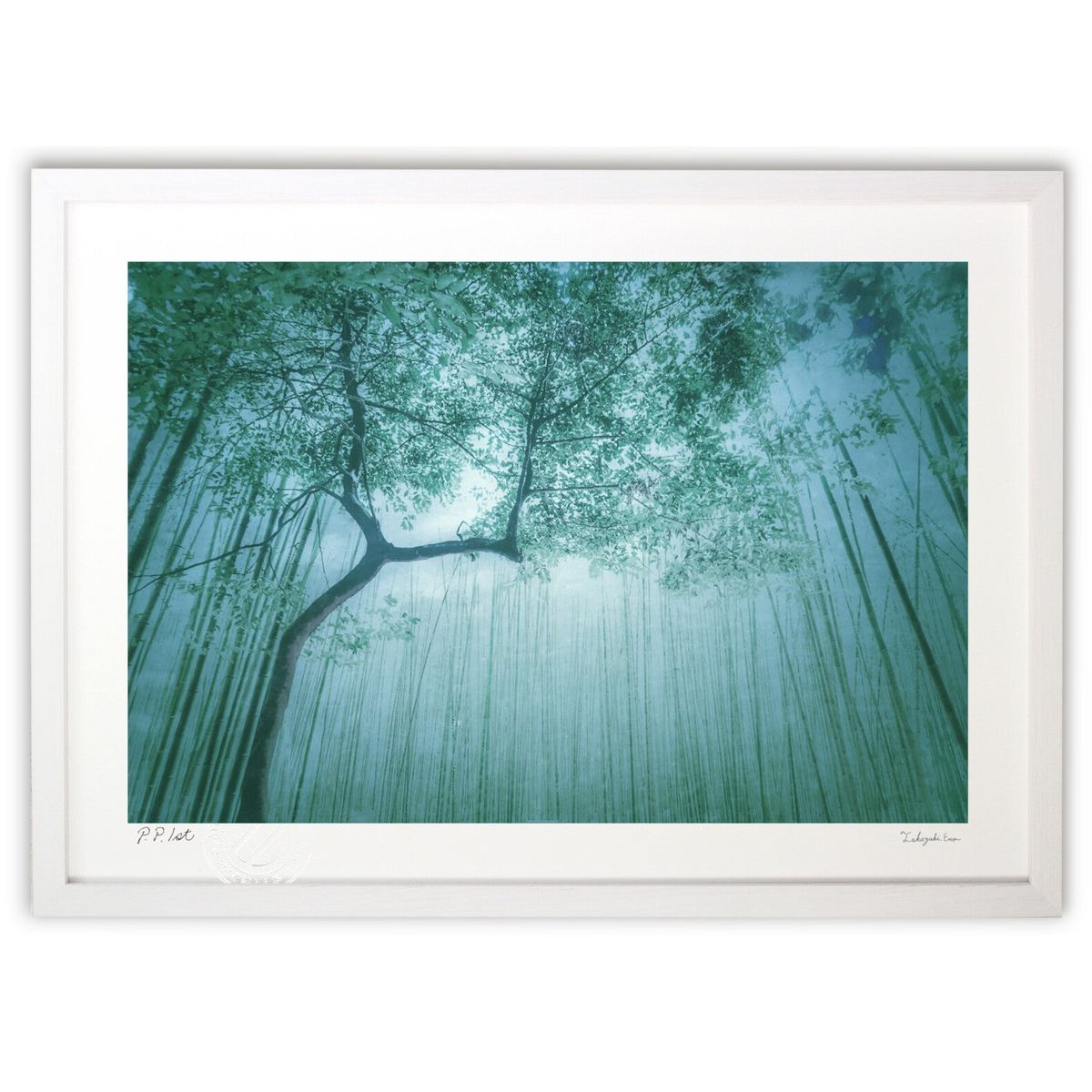 ڥѡSALEȾۡǲ ż (blackswan)ƥꥢ ɳݤ  ʲ ݥ  ӥ ؤ˾  ץ쥼 ...