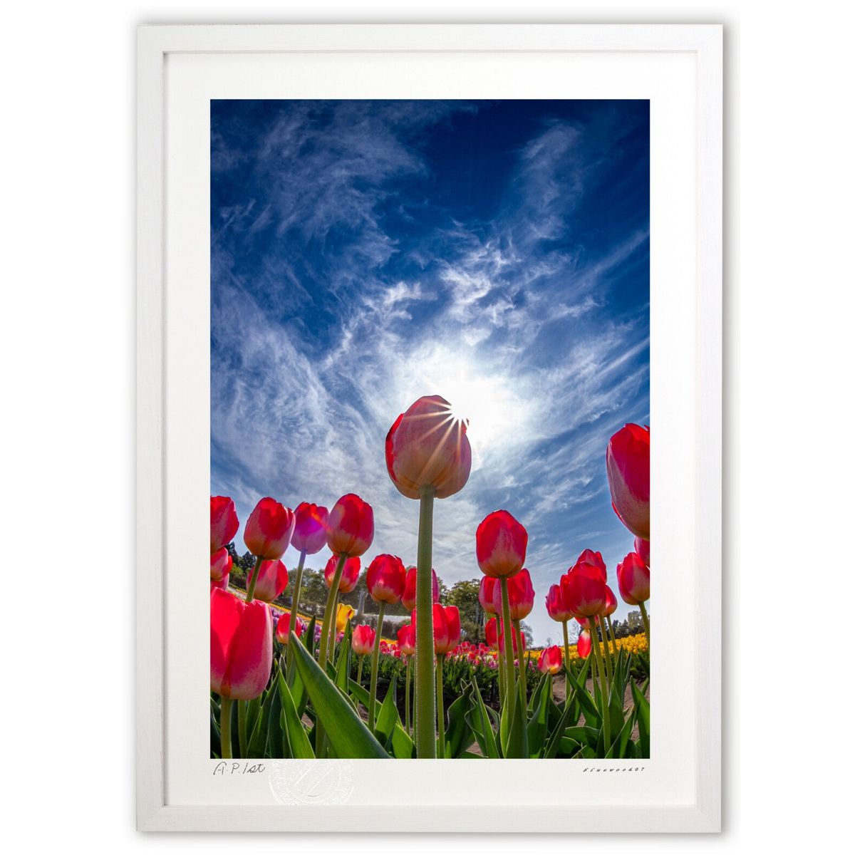 ڥѡSALEȾۡǲ 塼åŷޤϤ (bluewoods07)