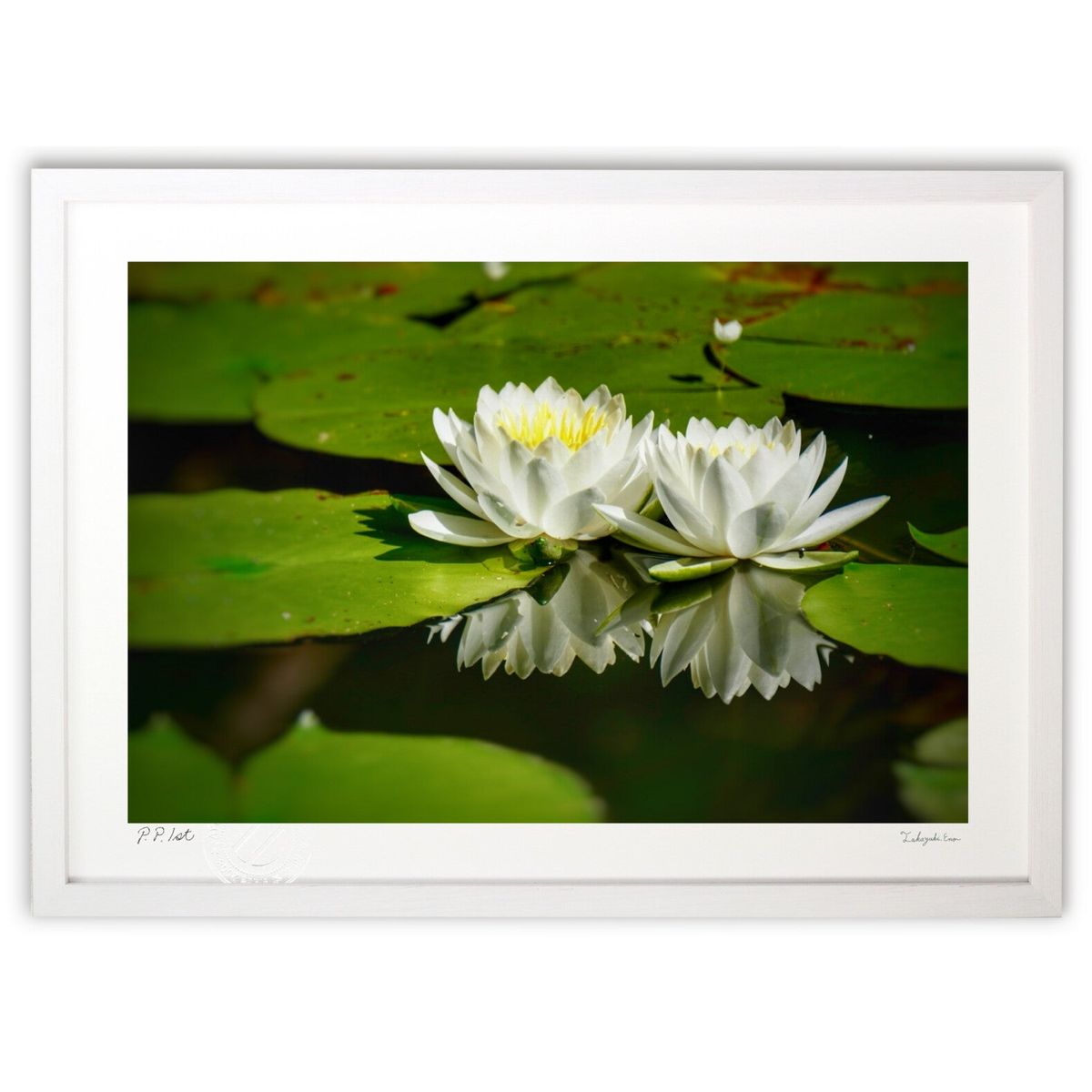 ڥѡSALEȾۡǲ źʤ (blackswan)ƥꥢ ɳݤ  ʲ ݥ  ӥ ؤ˾  ץ쥼...