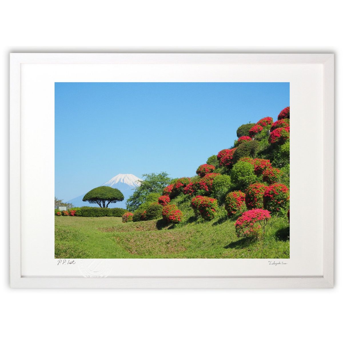 ڥѡSALEȾۡǲ Ƥκ̤ (A.HARASHINA)ƥꥢ ɳݤ  ʲ ݥ  ӥ ؤ˾  ץ쥼...