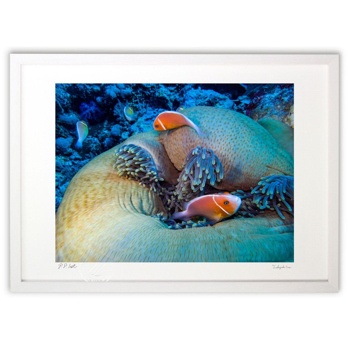 ڥѡSALEȾۡǲ My sweet home (Little Dinosaur)