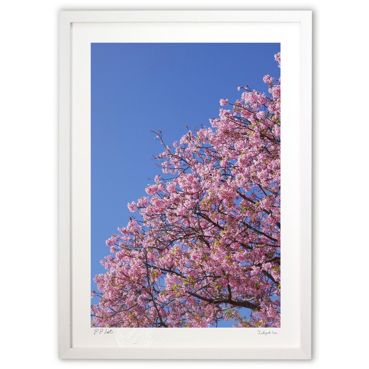 ڥѡSALEȾۡǲ ʤˤʤȶ ()ƥꥢ ɳݤ  ʲ ݥ  ӥ ؤ˾  ץ쥼  ...