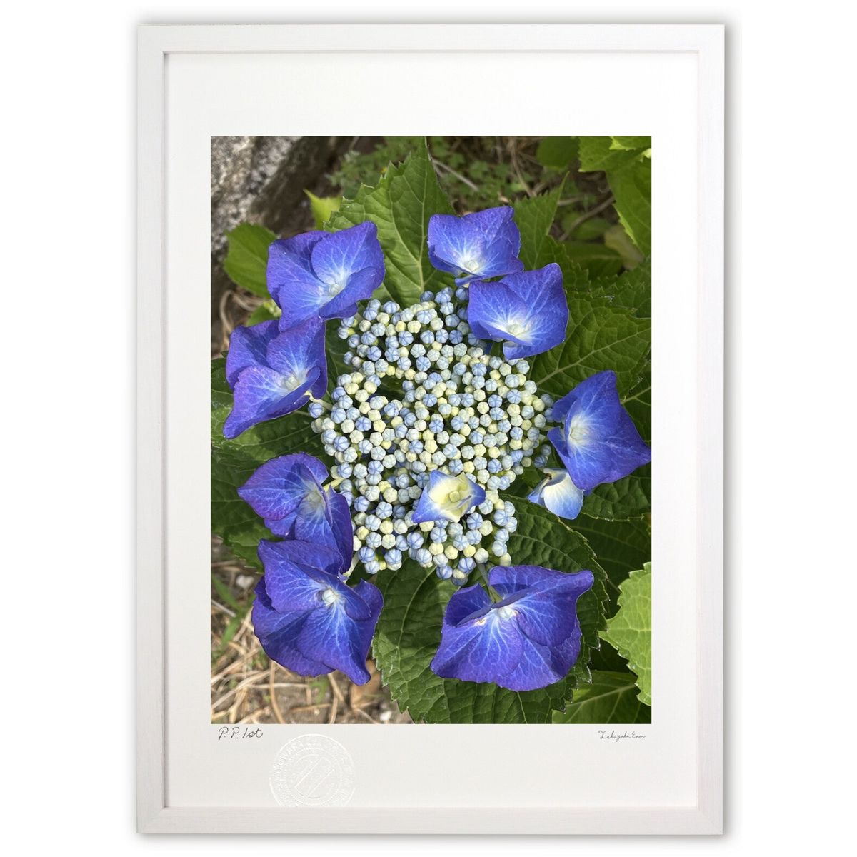 ڥѡSALEȾۡǲ ۲ ()ƥꥢ ɳݤ  ʲ ݥ  ӥ ؤ˾  ץ쥼  ȥե...