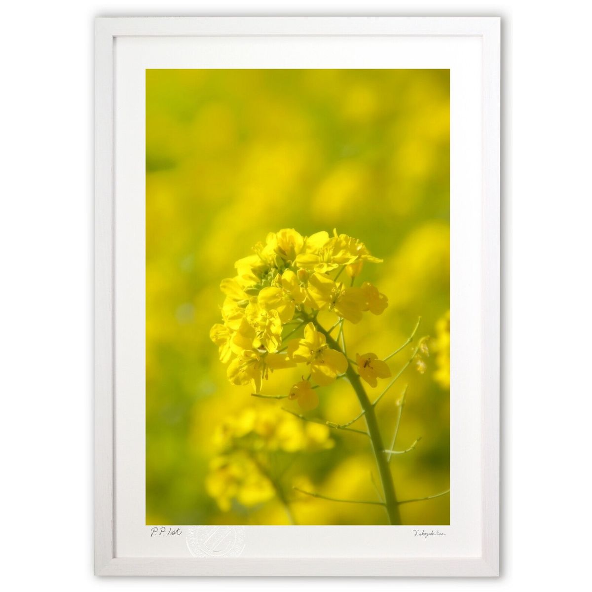 ڥѡSALEȾۡǲ פڤβ ()ƥꥢ ɳݤ  ʲ ݥ  ӥ ؤ˾  ץ쥼 ...