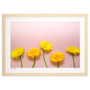【スーパーSALE半額】版画 並んだガーベラ (m.o)インテリア 壁掛け 額入り 風景画 ポスター アート リビング 玄関に飾る 風水 プレゼント モダン ア...