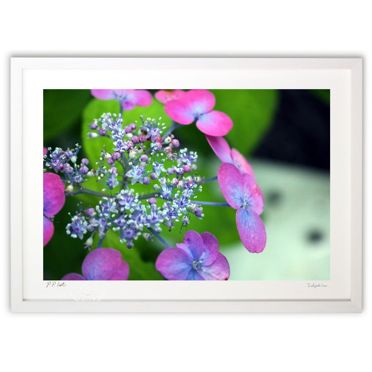 ڥѡSALEȾۡǲ ߱β (ҥ)ƥꥢ ɳݤ  ʲ ݥ  ӥ ؤ˾  ץ쥼  ...