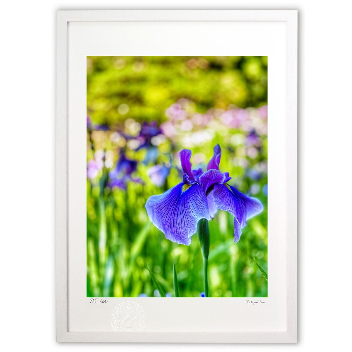 ڥѡSALEȾۡǲ Ƥ˲ڤ䤰 (blackswan)ƥꥢ ɳݤ  ʲ ݥ  ӥ ؤ˾  ץ쥼 ...