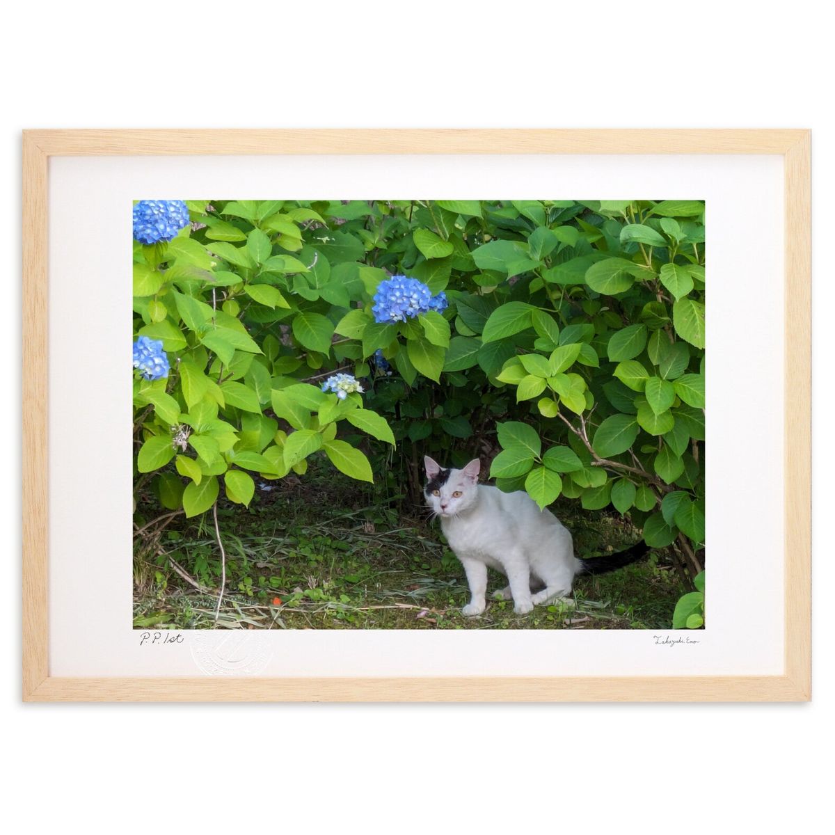 【スーパーSALE半額】版画 猫と紫陽花 (天ぷらまんじゅう)インテリア 壁掛け 額入り 風景画 ポスター アート リビング 玄関に飾る 風水 プレゼント モダ...