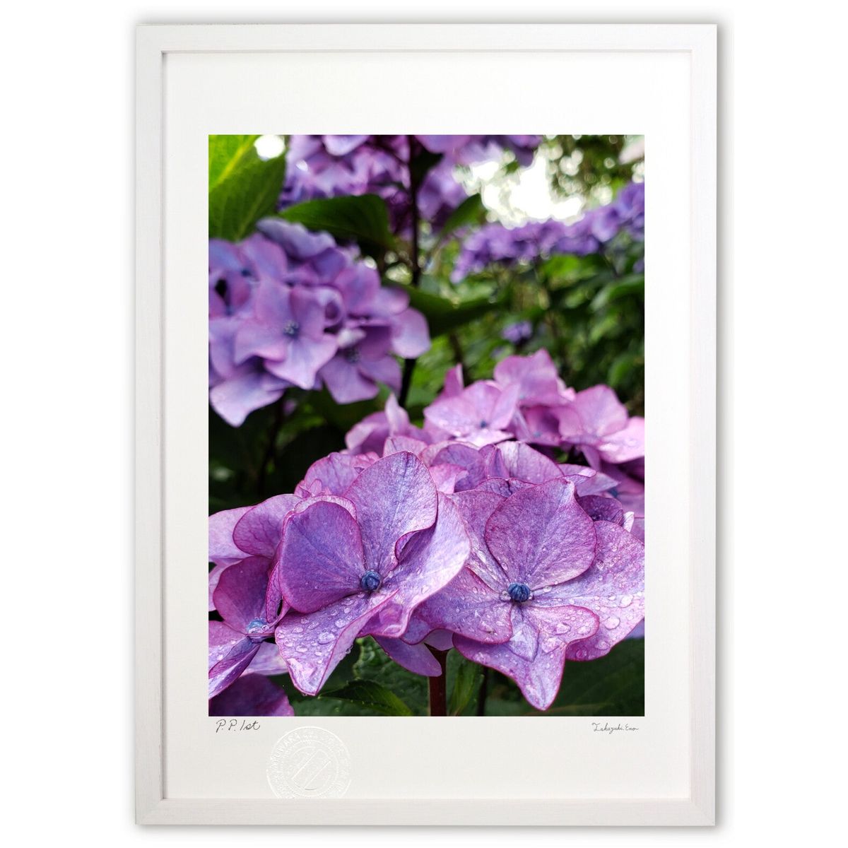 【スーパーSALE半額】版画 紫陽花 (mameco)インテリア 壁掛け 額入り 風景画 ポスター アート リビング 玄関に飾る 風水 プレゼント モダン アー...