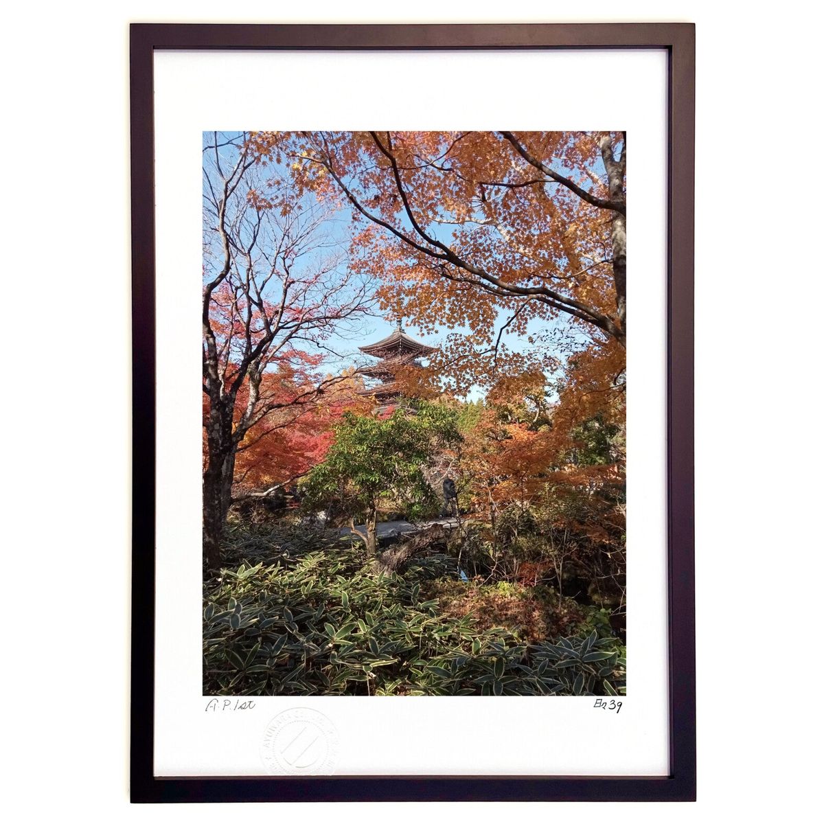 ڥѡSALEȾۡǲ ̿ʿ (39(Ҥ 󤭤夦))