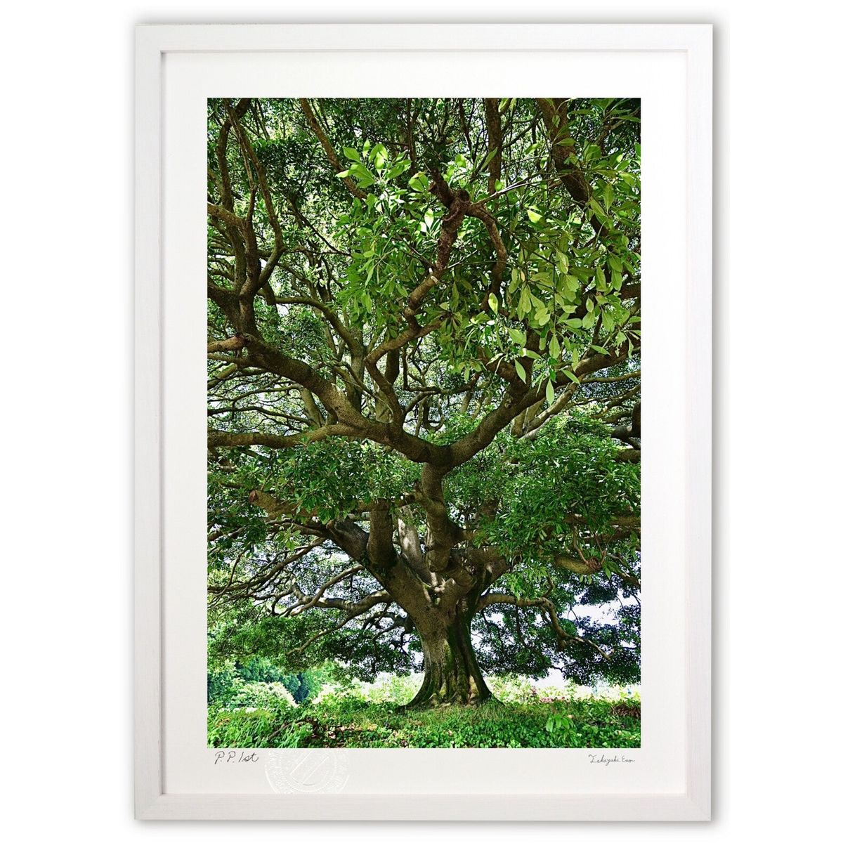 ڥѡSALEȾۡǲ 礭 (mitan)ƥꥢ ɳݤ  ʲ ݥ  ӥ ؤ˾  ץ쥼  ...