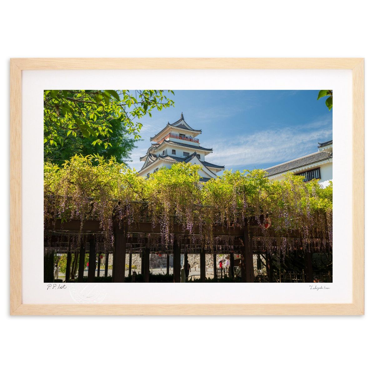 ڥѡSALEȾۡǲ ƣž (houshiphoto)ƥꥢ ɳݤ  ʲ ݥ  ӥ ؤ˾  ץ쥼...