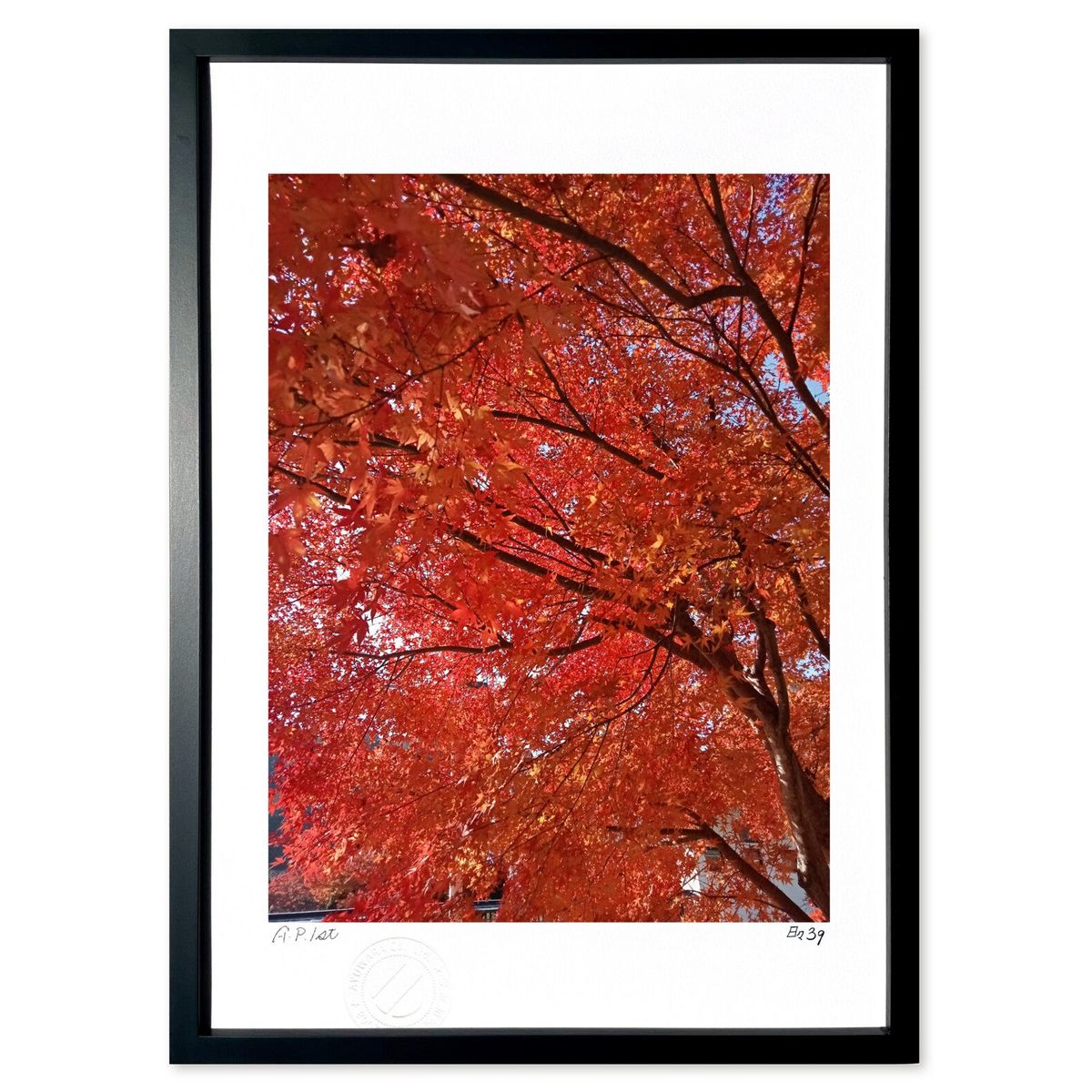 ڥѡSALEȾۡǲ ֤̿ƥ (39(Ҥ 󤭤夦))