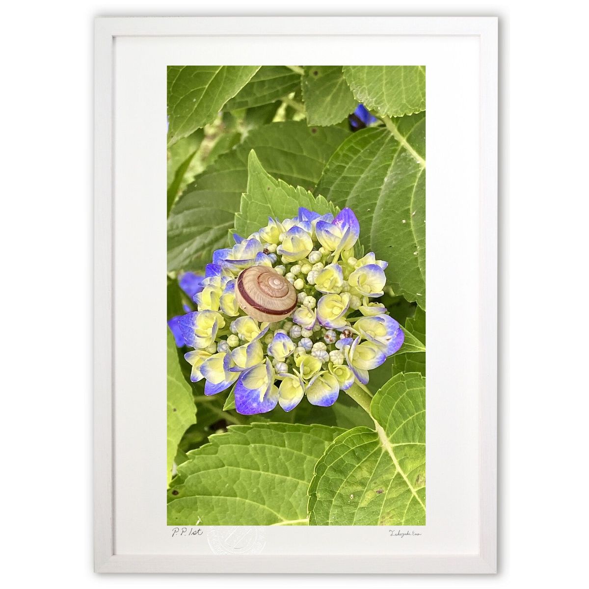 ڥѡSALEȾۡǲ ۲֤ȤǤǤ (mitan)ƥꥢ ɳݤ  ʲ ݥ  ӥ ؤ˾  ץ쥼 ...