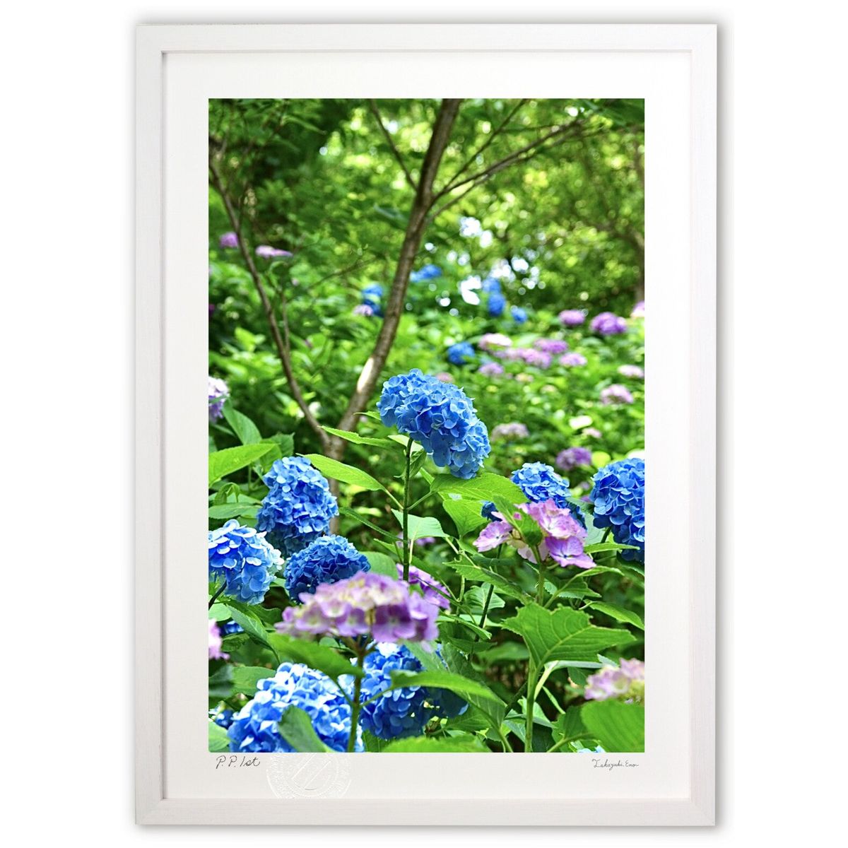 【スーパーSALE半額】版画 アジサイの杜 (mitan)インテリア 壁掛け 額入り 風景画 ポスター アート リビング 玄関に飾る 風水 プレゼント モダン ...