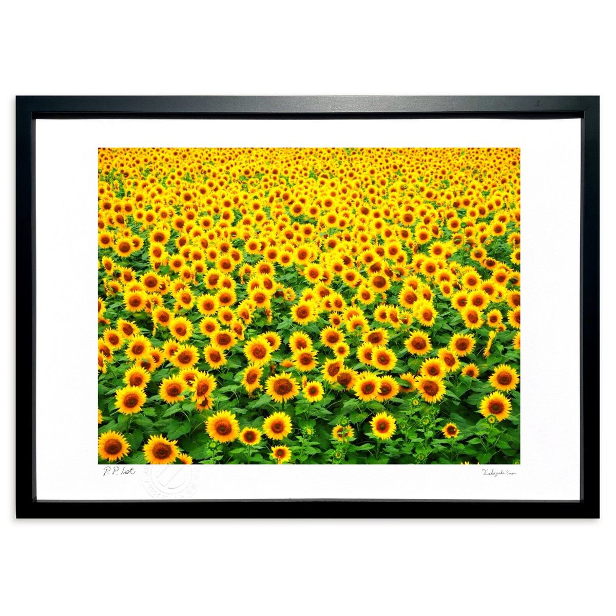 ڥѡSALEȾۡǲ Ƶ٤ߤξʡҤޤ (A.HARASHINA)