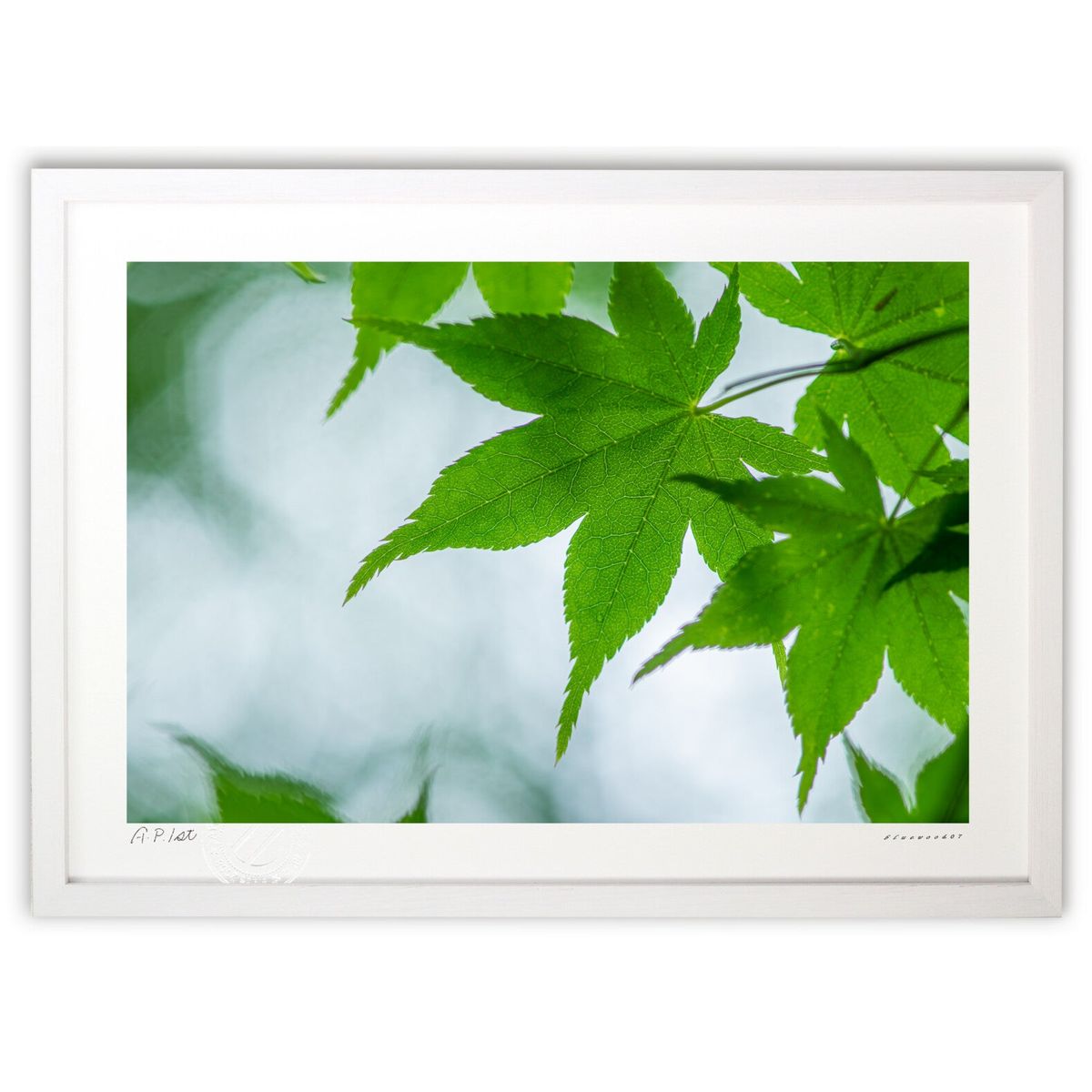 ڥѡSALEȾۡǲ ᤯ФΤߤ (bluewoods07)