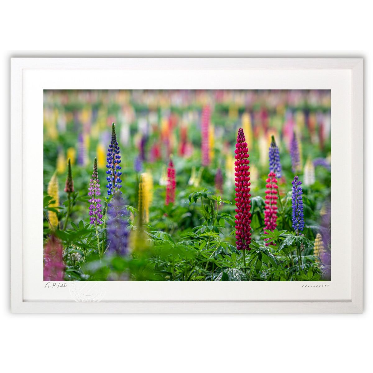 ڥѡSALEȾۡǲ ԥʥ餭ؤ (bluewoods07)