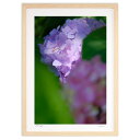 【スーパーSALE半額】版画 赤ちゃんカマキリと木陰のアジサイ (栄樹)インテリア 壁掛け 額入り 風景画 ポスター アート リビング 玄関に飾る 風水 プレゼ...