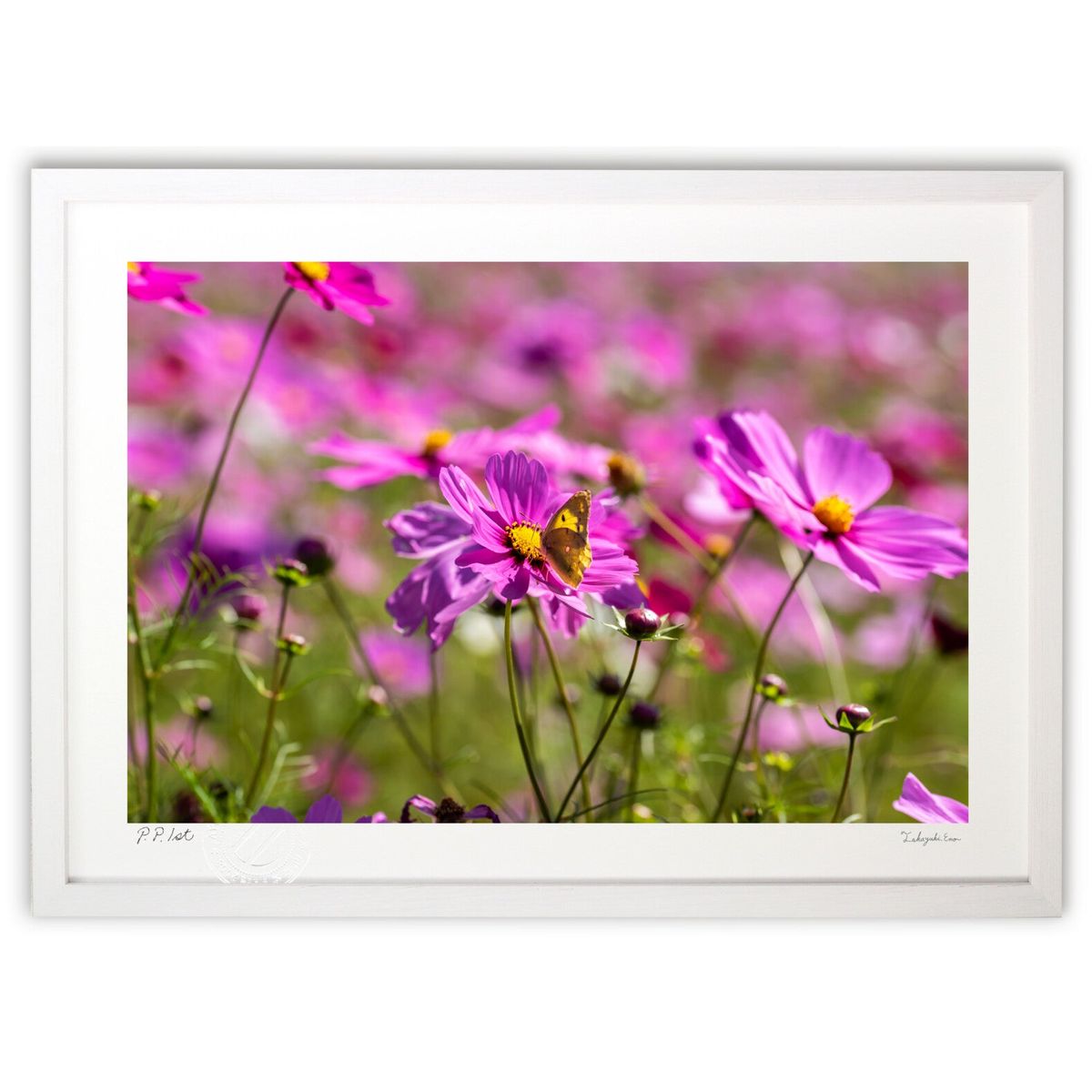 【スーパーSALE半額】版画 写真 コスモスの蜜を吸う蝶 (magicalphoto)