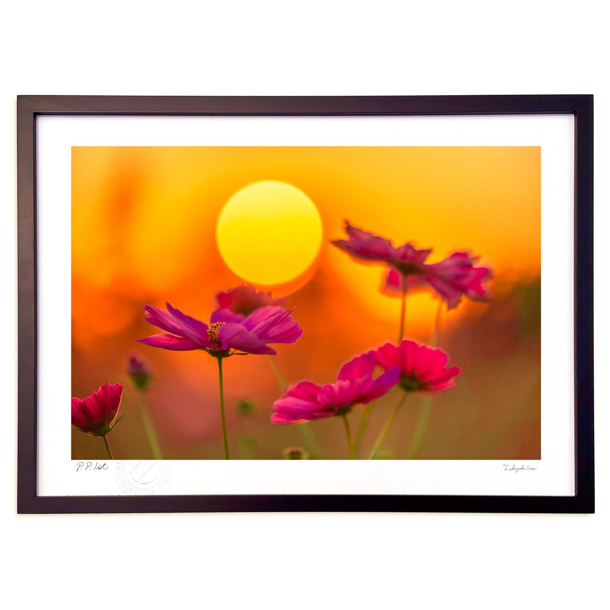 【スーパーSALE半額】版画 写真 夕陽に映える秋桜 (magicalphoto)