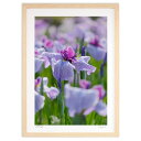 【スーパーSALE半額】版画 雨上がりのハナショウブ (栄樹)インテリア 壁掛け 額入り 風景画 ポスター アート リビング 玄関に飾る 風水 プレゼント モダ...