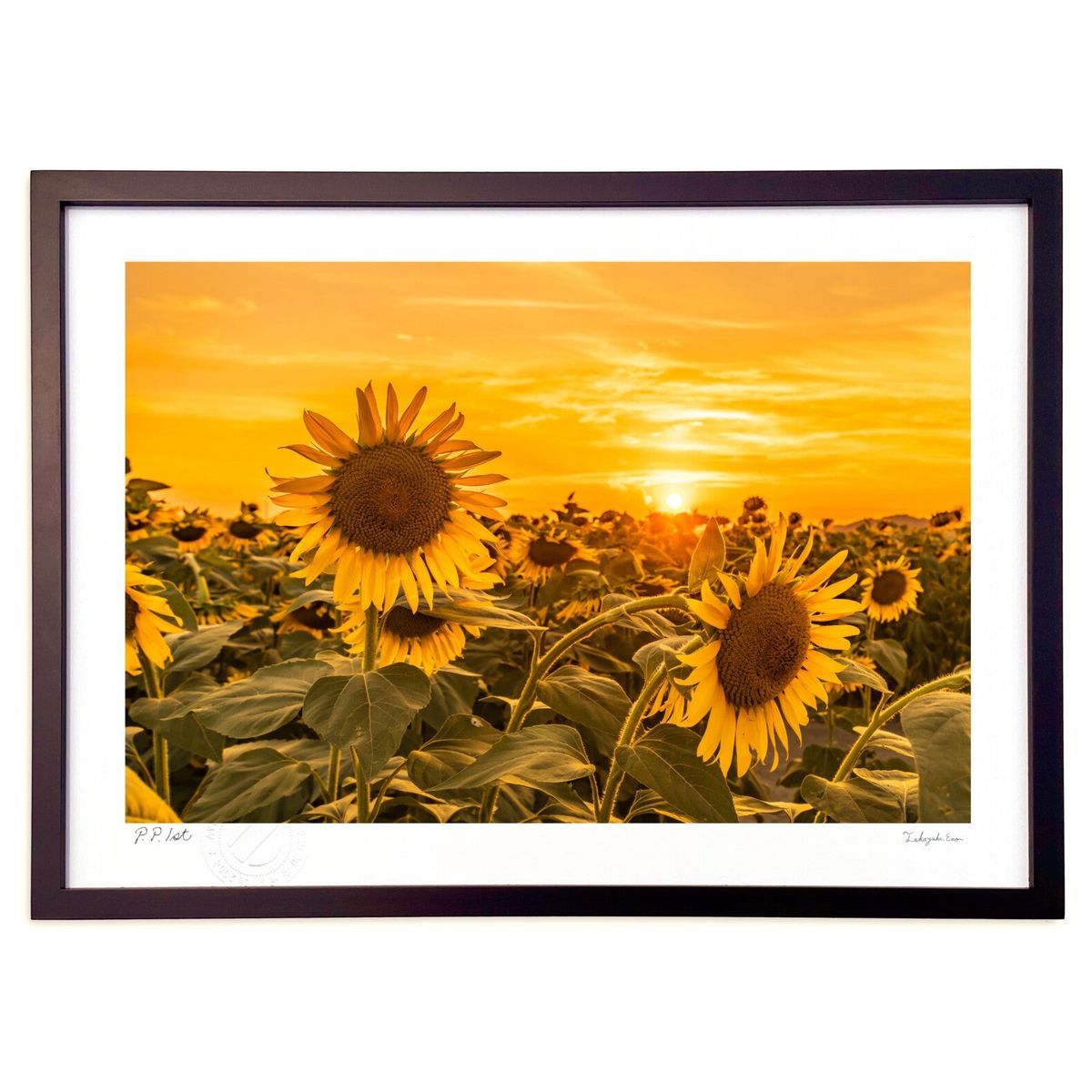 ڥѡSALEȾۡǲ  (magicalphoto)ƥꥢ ɳݤ  ʲ ݥ  ӥ ؤ˾  ץ쥼 ...