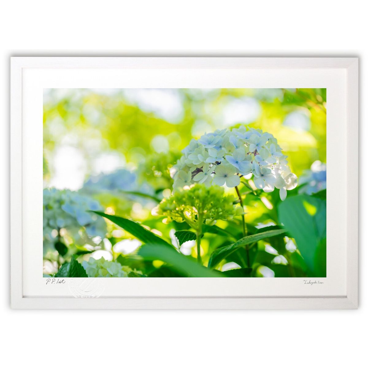 ڥѡSALEȾۡǲ Ʃ̤褦ʻ۲ (magicalphoto)