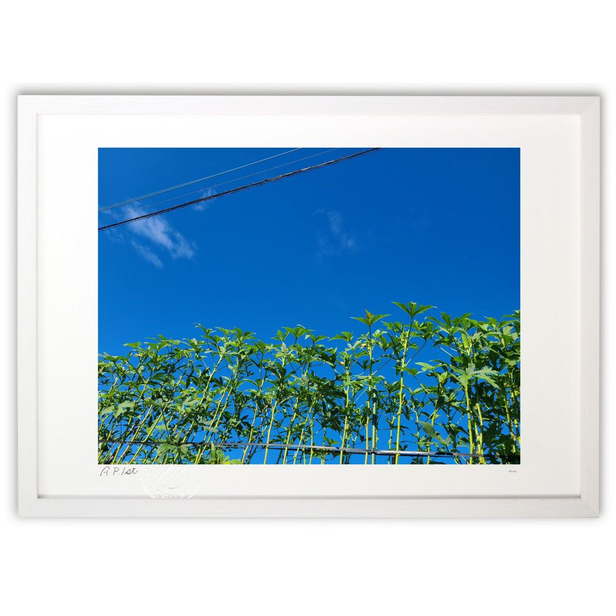 ڥѡSALEȾۡǲ Ȫ (okiron)ƥꥢ ɳݤ  ʲ ݥ  ӥ ؤ˾  ץ쥼  ...