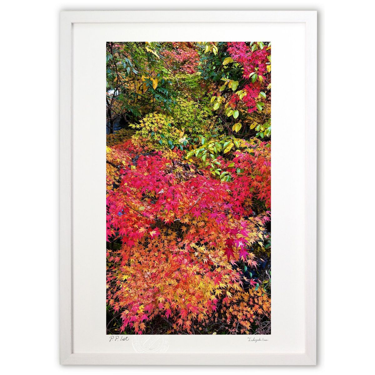 ڥѡSALEȾۡǲ ӽ (mitan)ƥꥢ ɳݤ  ʲ ݥ  ӥ ؤ˾  ץ쥼  ȥ...