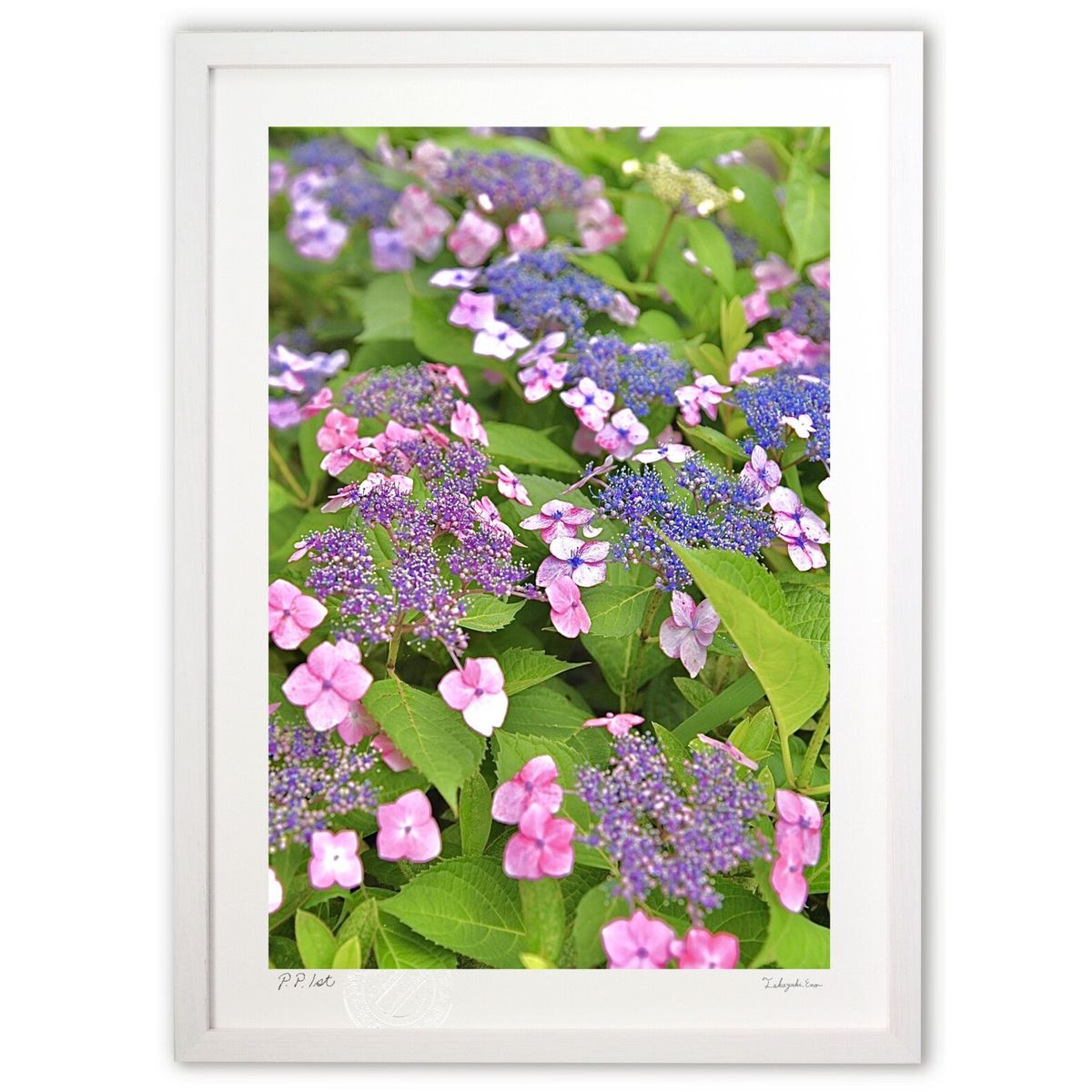 【スーパーSALE半額】版画 ガクアジサイ (mitan)インテリア 壁掛け 額入り 風景画 ポスター アート リビング 玄関に飾る 風水 プレゼント モダン ...