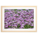 【スーパーSALE半額】版画 花しょうぶ園 (栄樹)インテリア 壁掛け 額入り 風景画 ポスター アート リビング 玄関に飾る 風水 プレゼント モダン アート...