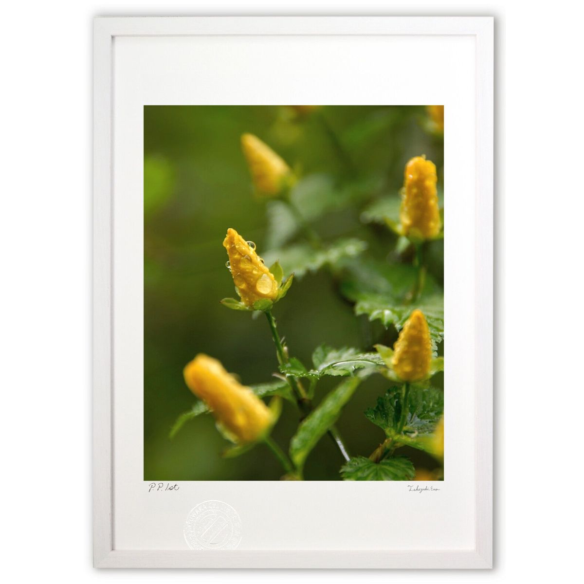 ڥѡSALEȾۡǲ ο (Agura)ƥꥢ ɳݤ  ʲ ݥ  ӥ ؤ˾  ץ쥼  ...