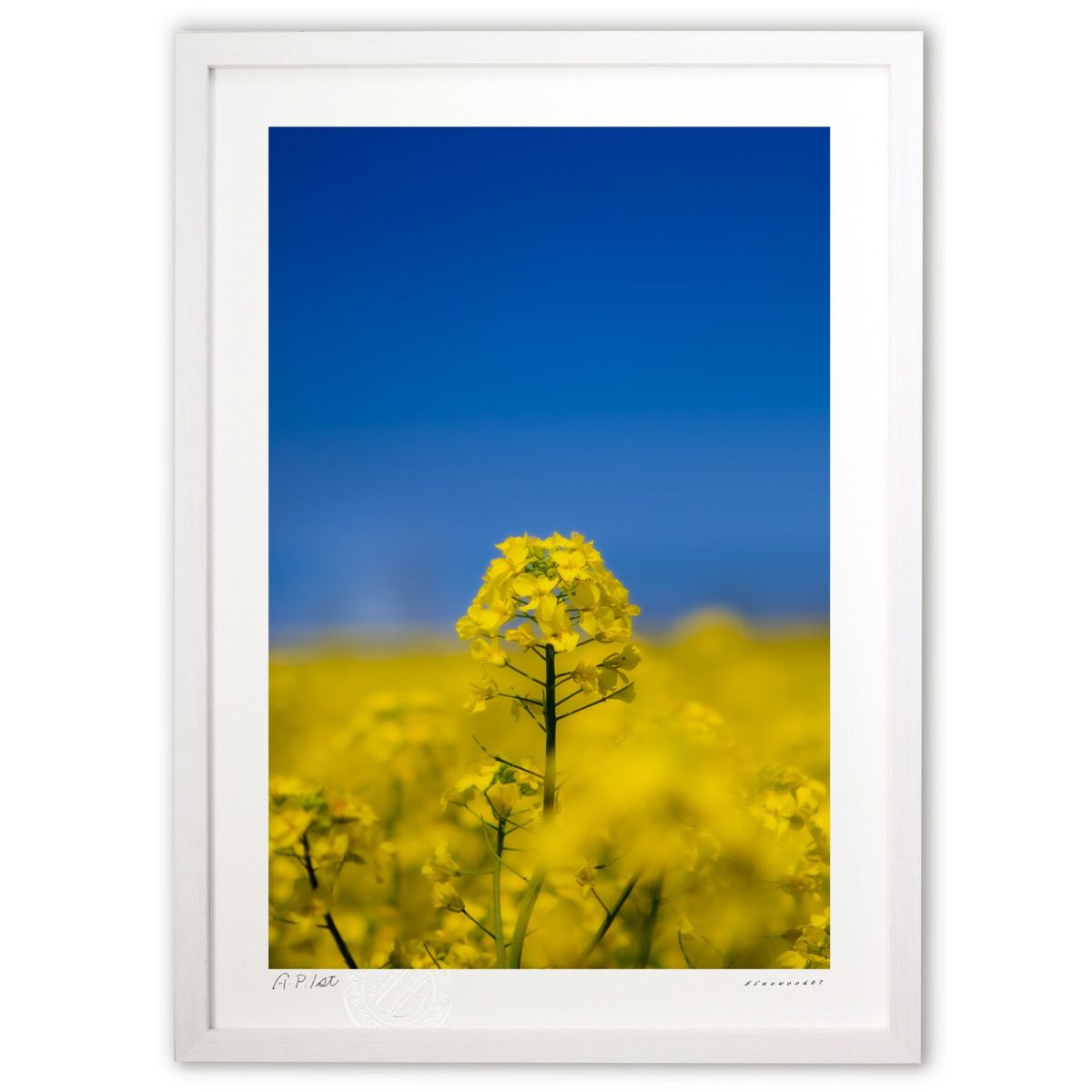 ڥѡSALEȾۡǲ ĶȺڤβ (bluewoods07)ƥꥢ ɳݤ  ʲ ݥ  ӥ ؤ˾  ץ쥼...