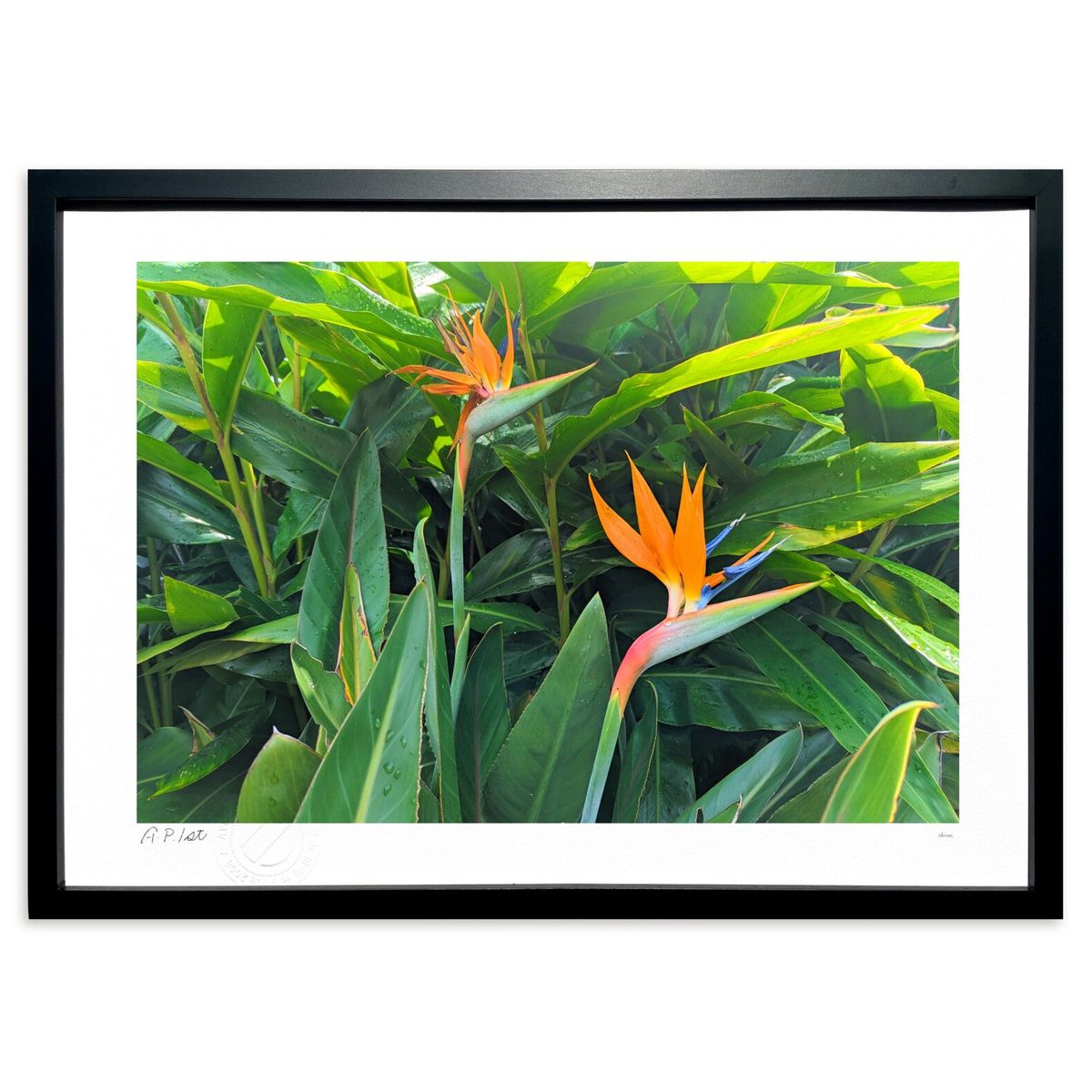 【スーパーSALE半額】版画 極楽鳥花 (okiron)インテリア 壁掛け 額入り 風景画 ポスター アート リビング 玄関に飾る 風水 プレゼント モダン ア...