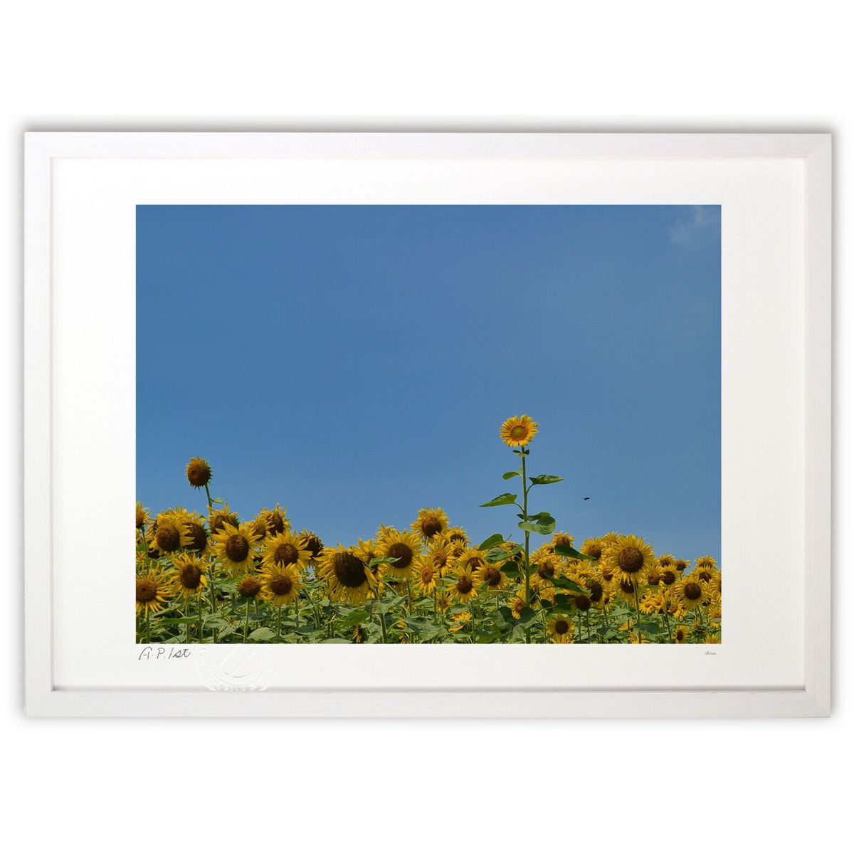 【スーパーSALE半額】版画 青空とひまわり畑 (okiron)インテリア 壁掛け 額入り 風景画 ポスター アート リビング 玄関に飾る 風水 プレゼント モ...