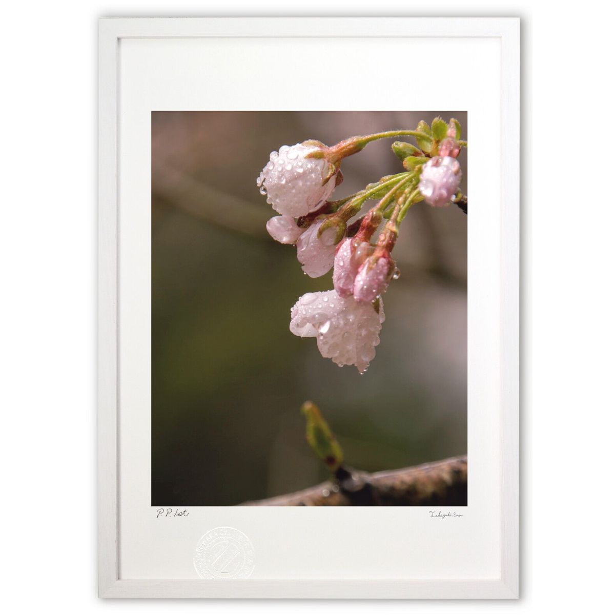 ڥѡSALEȾۡǲ ˱γ (Agura)ƥꥢ ɳݤ  ʲ ݥ  ӥ ؤ˾  ץ쥼  ...