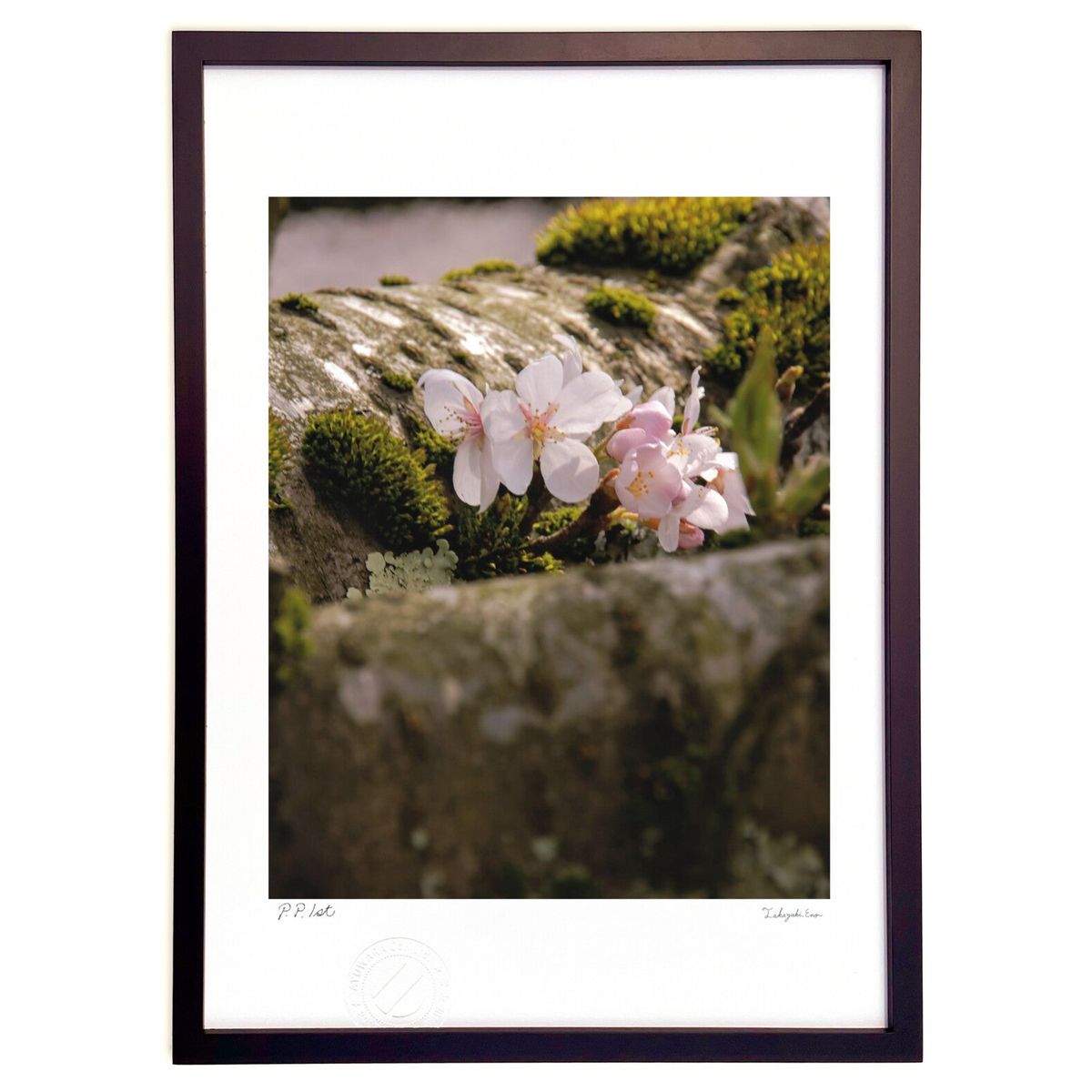 ڥѡSALEȾۡǲ ʪ (Agura)ƥꥢ ɳݤ  ʲ ݥ  ӥ ؤ˾  ץ쥼  ...