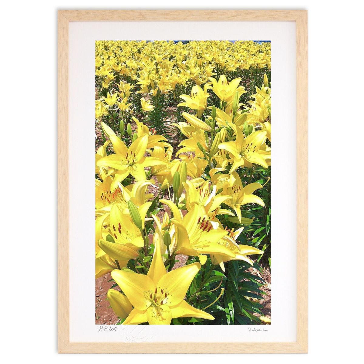 【スーパーSALE半額】版画 黄色いリリー (mitan)インテリア 壁掛け 額入り 風景画 ポスター アート リビング 玄関に飾る 風水 プレゼント モダン ...