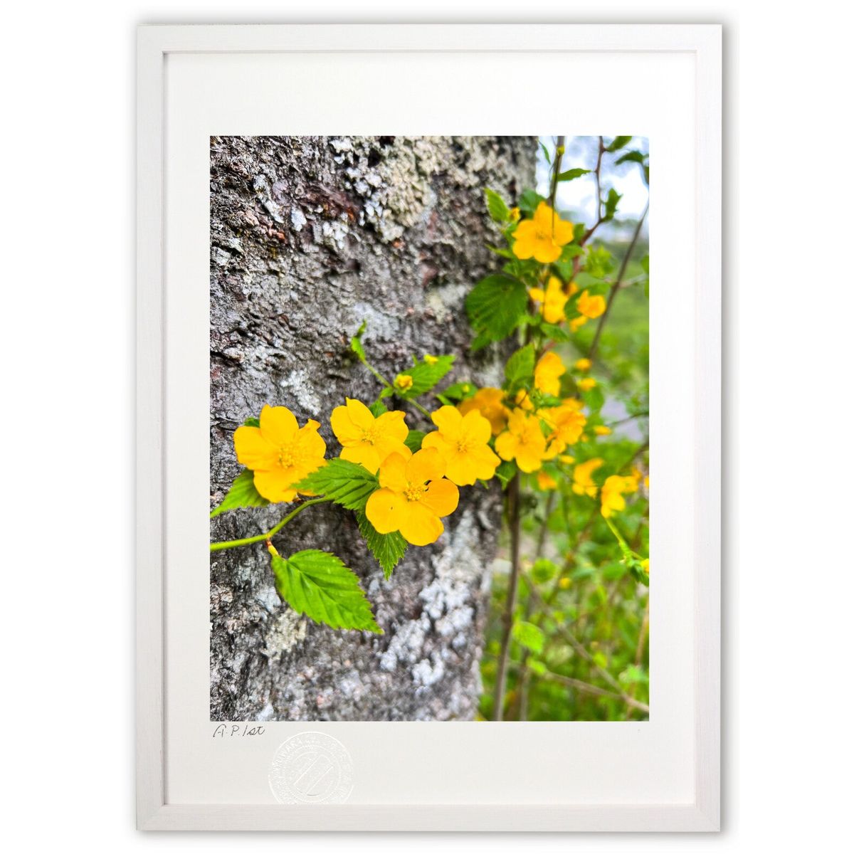 ڥѡSALEȾۡǲ  (Misora)ƥꥢ ɳݤ  ʲ ݥ  ӥ ؤ˾  ץ쥼 ...